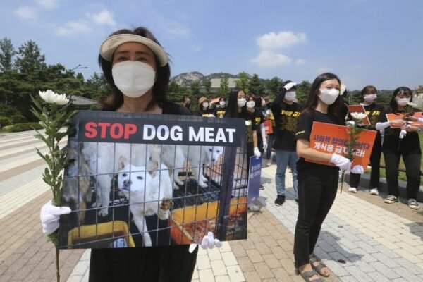 Controversy `heated` when Korea considered banning eating dog meat 0